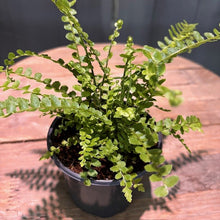 Load image into Gallery viewer, Nephrolepis 'Lemon Button Fern'