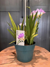 Load image into Gallery viewer, Freesia 'Annual'