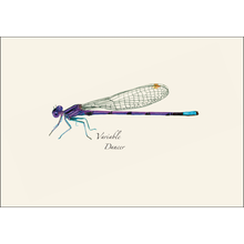 Load image into Gallery viewer, Variable Dancer damselfly illustration notecard with purple body, blue tail tip and transparent wings