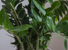 Load image into Gallery viewer, Magnetic Plant Faces | Magnet Charms for Plants