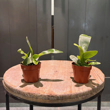 Load image into Gallery viewer, Two healthy Staghorn ferns in terracotta pots displayed on wooden table