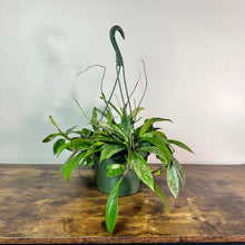 Load image into Gallery viewer, Hoya 'Silver Splash'