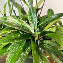 Load image into Gallery viewer, Hoya 'Silver Splash'