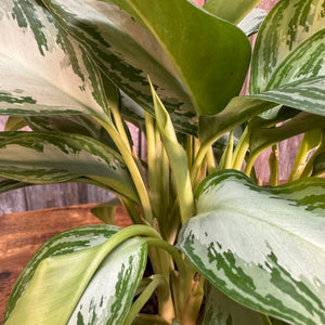 Aglaonema 'Silver Bay' Chinese Evergreen