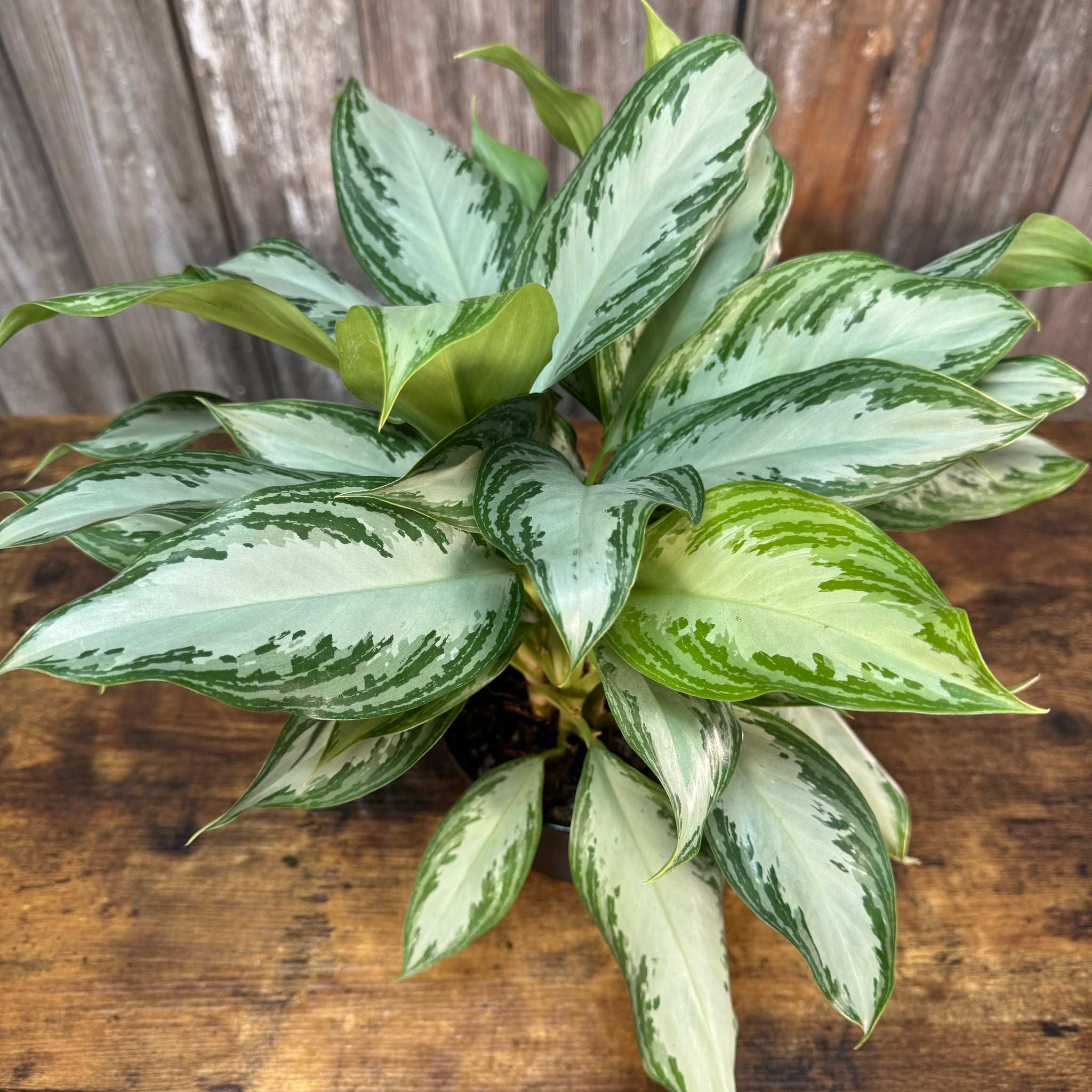 aglaonema scientific name Aglaonema 'Silver Bay'