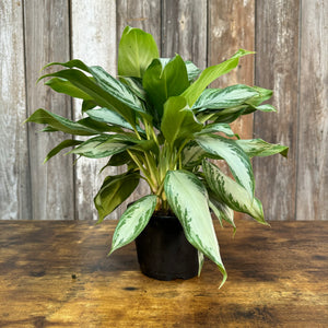 aglaonema plant scientific name Aglaonema 'Silver Bay'