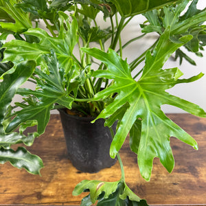 Philodendron 'Lickety Split'