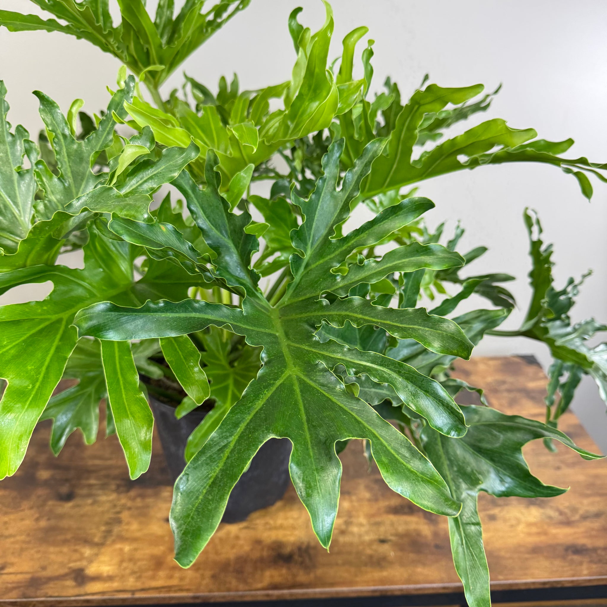 philodendron selloum outdoor Philodendron Selloum 'Lickety Split'