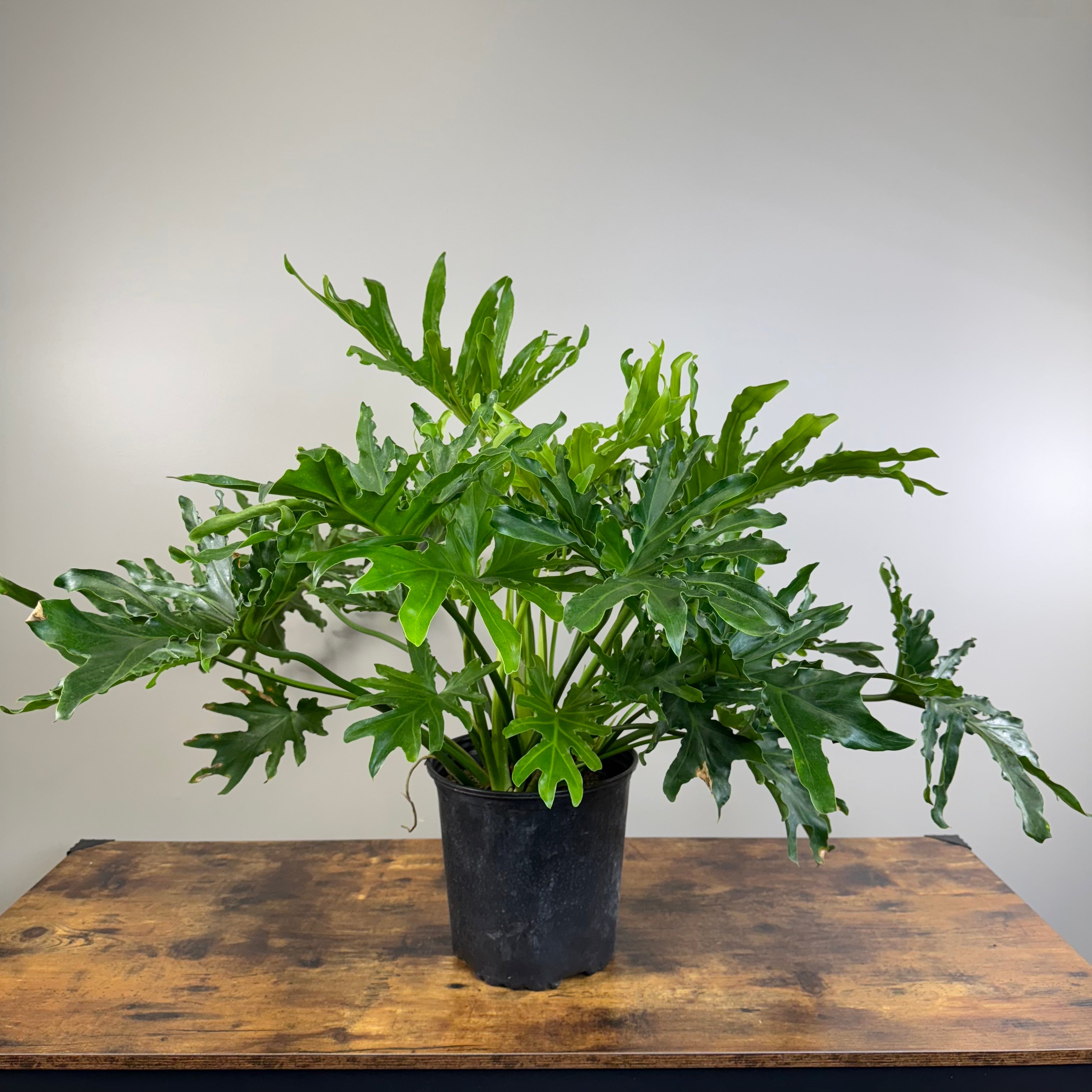 lickety split philodendron Philodendron Selloum 'Lickety Split'