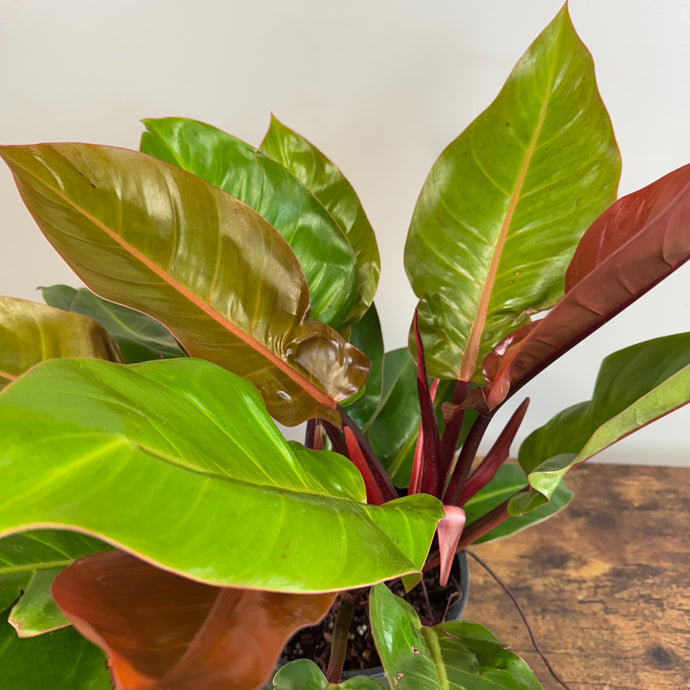 philodendron with orange stems Philodendron 'Prince of Orange'