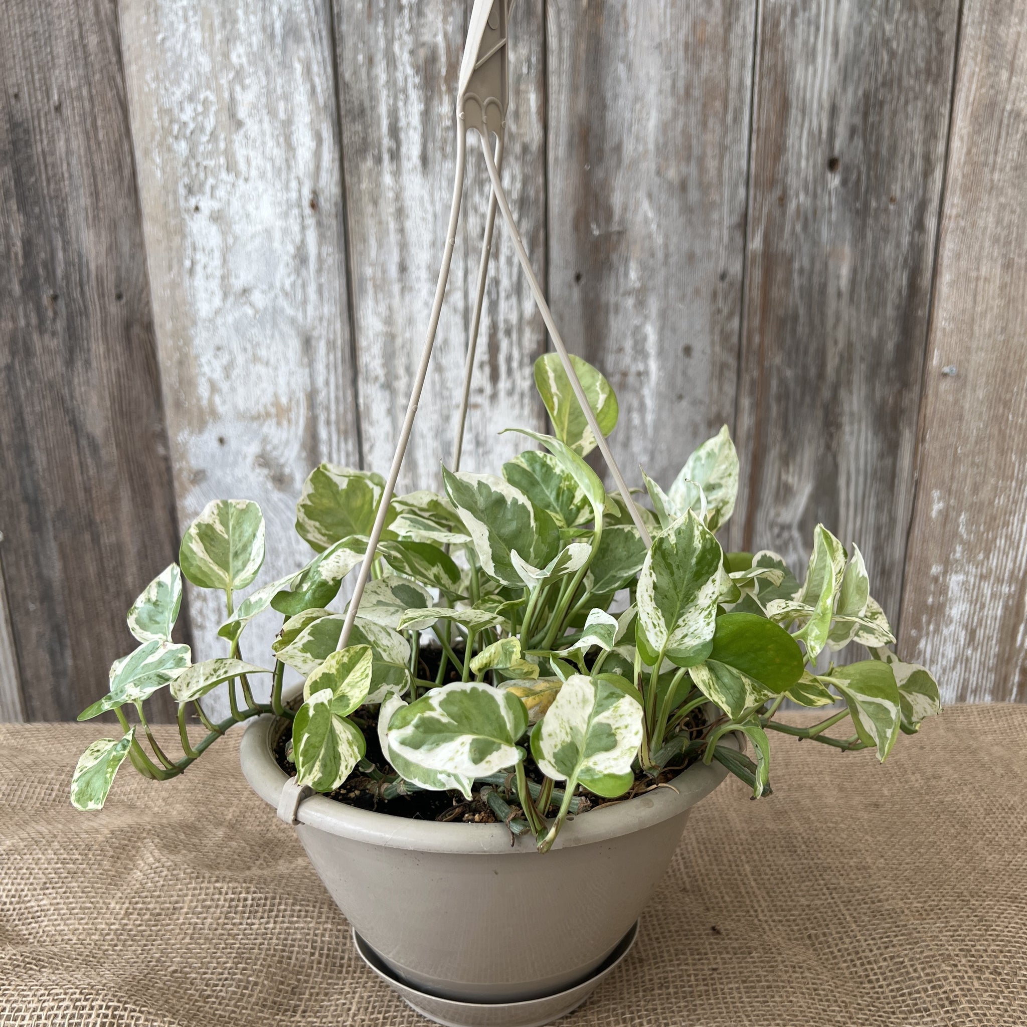 pothos hb plant Epipremnum 'Pearls & Jade' Pothos for Lush Indoor Spaces – Wasson Nursery