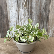 Load image into Gallery viewer, Epipremnum &#39;Pearls &amp; Jade&#39; Pothos