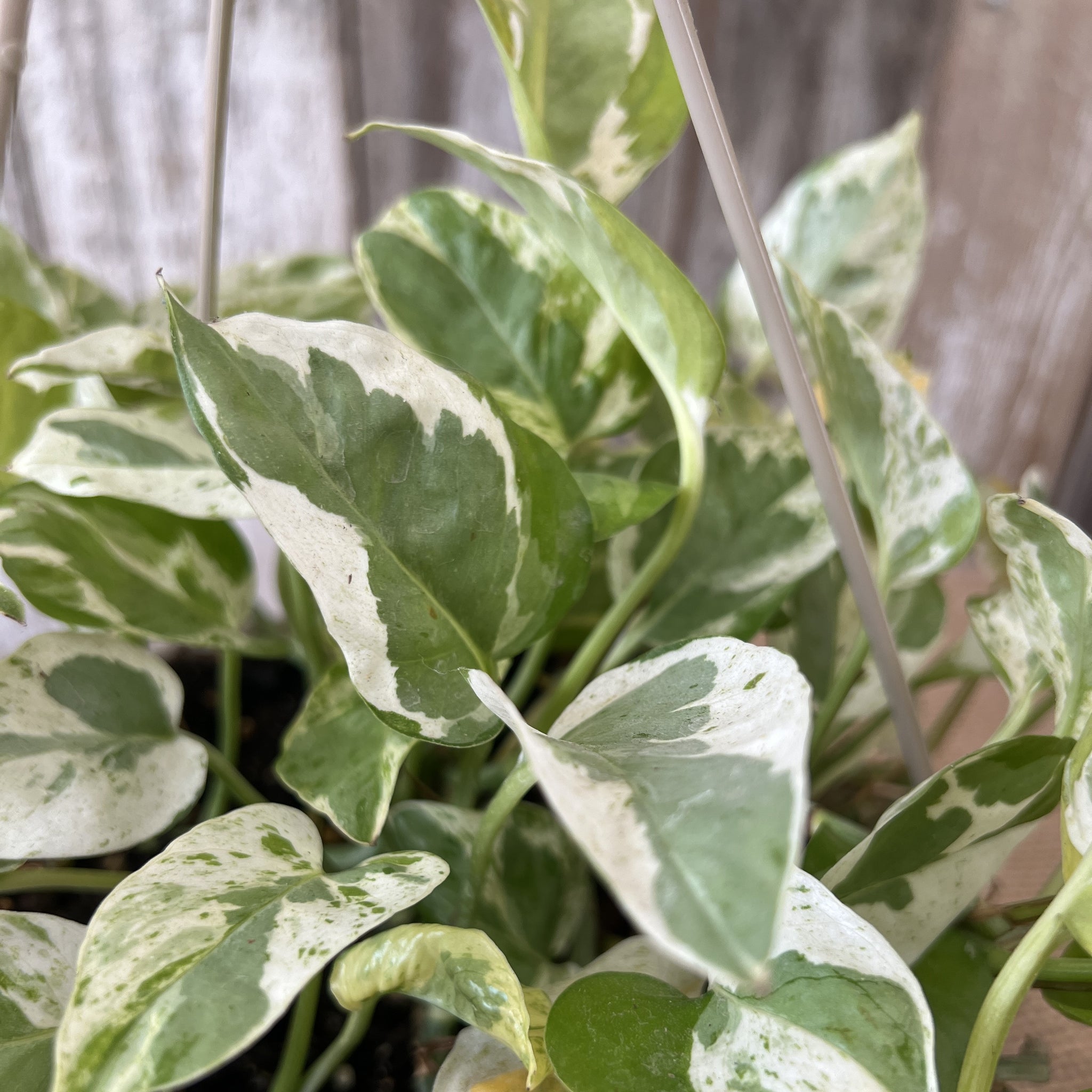 jade and pearl pothos species name Epipremnum 'Pearls & Jade' Pothos for Lush Indoor Spaces – Wasson Nursery