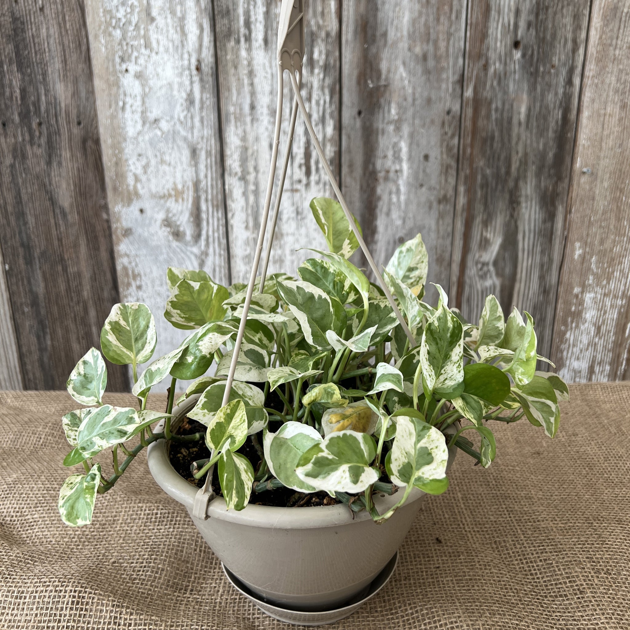 epipremnum jade pothos Epipremnum 'Pearls & Jade' Pothos for Lush Indoor Spaces – Wasson Nursery