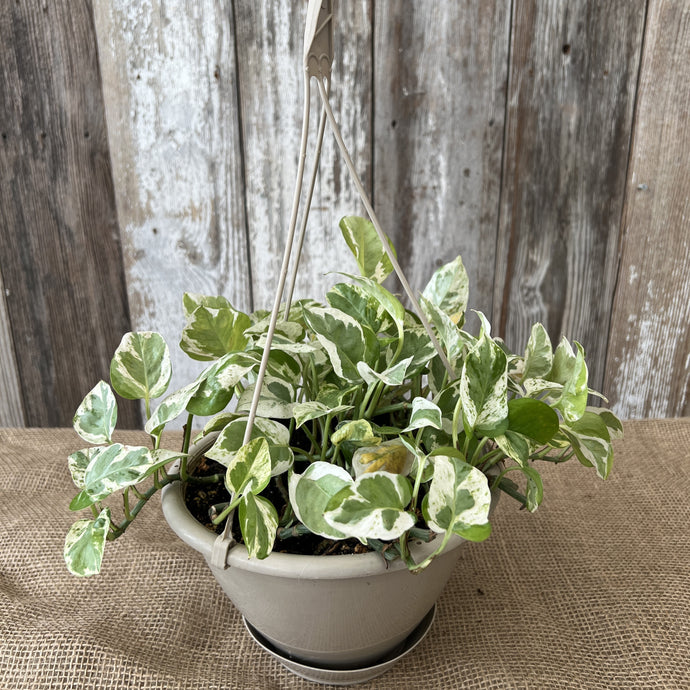 Epipremnum 'Pearls & Jade' Pothos