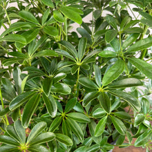 Load image into Gallery viewer, Schefflera &#39;Hong Kong&#39; Umbrella Tree