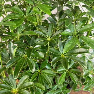 Schefflera 'Hong Kong' Umbrella Tree