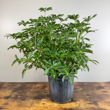 Load image into Gallery viewer, Schefflera &#39;Hong Kong&#39; Umbrella Tree