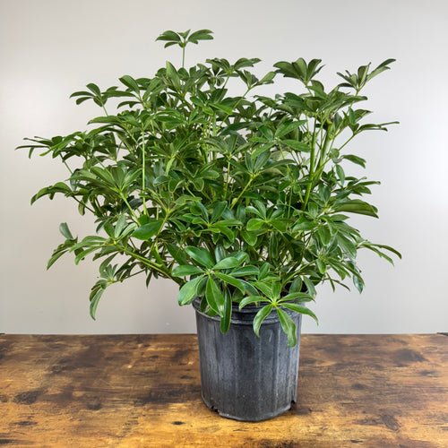 Schefflera 'Hong Kong' Umbrella Tree