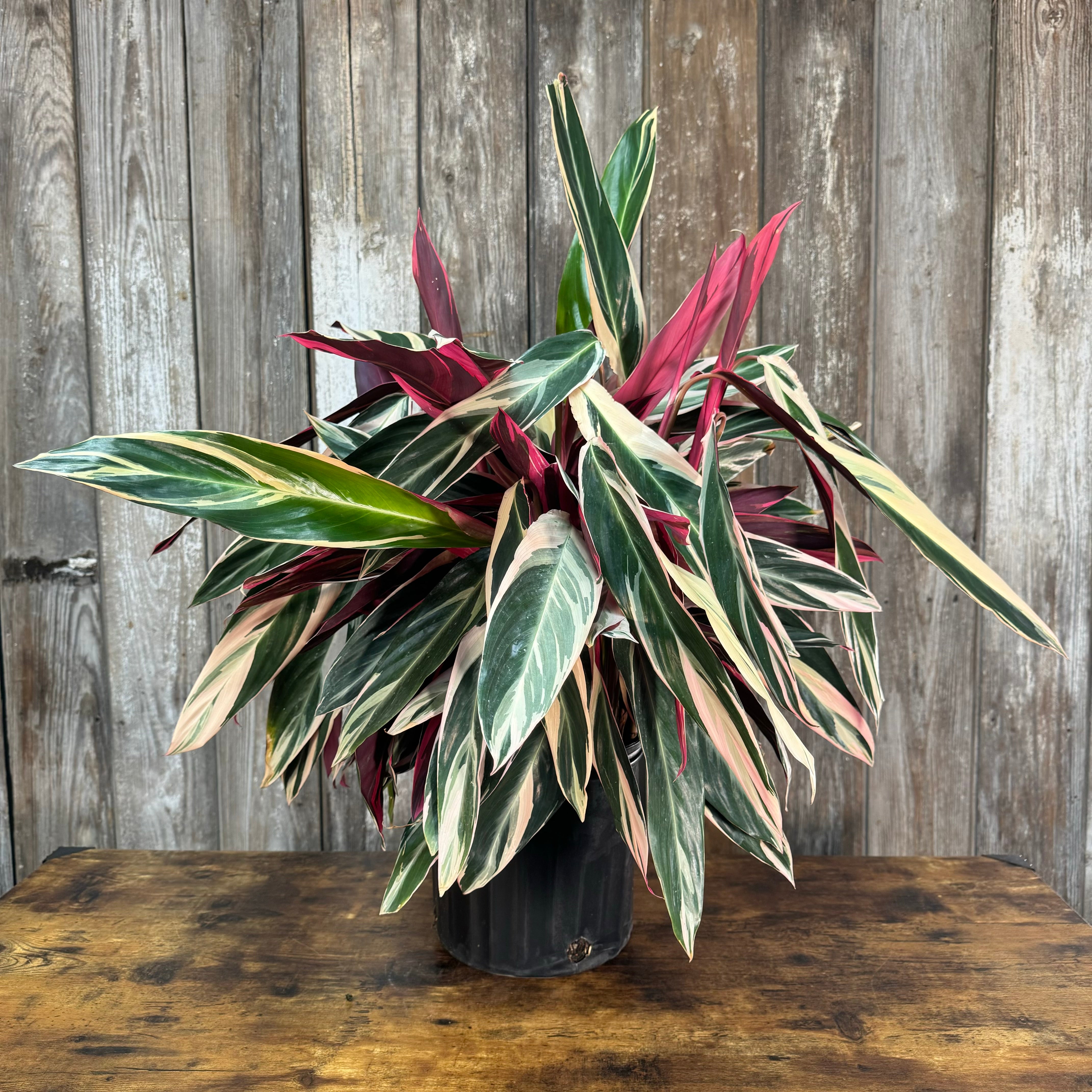 stromanthe triostar prayer plant Stromanthe 'Triostar'