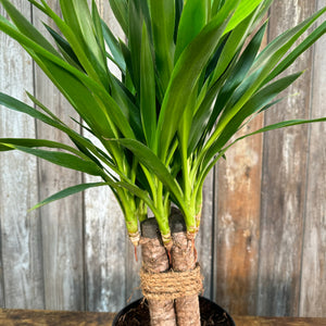 Yucca Cane