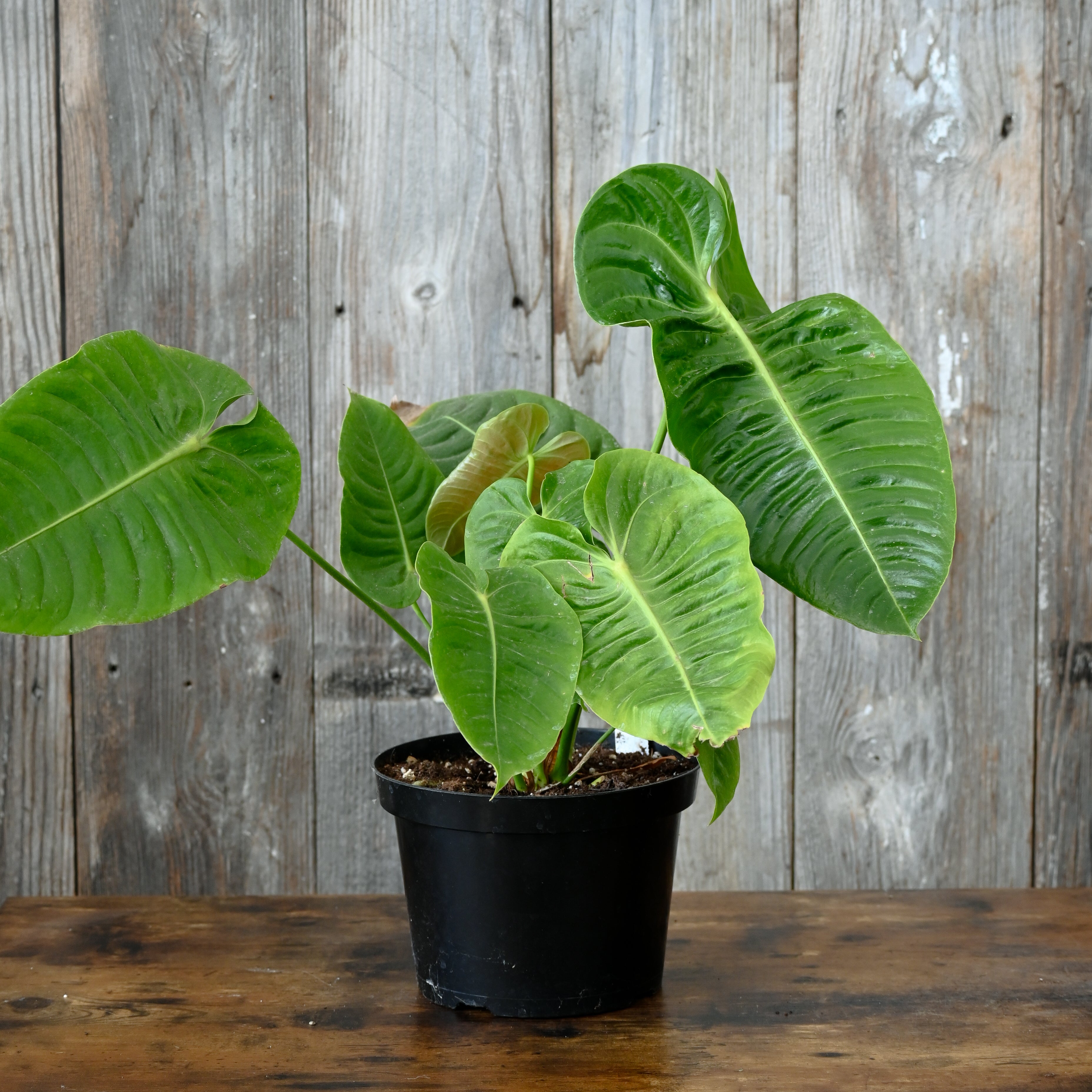 Anthurium veitchii 'King' - Majestic Tropical Foliage – Wasson Nursery