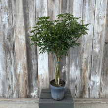 Load image into Gallery viewer, Schefflera Arboricola