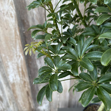 Load image into Gallery viewer, Schefflera Arboricola