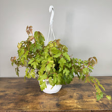 Load image into Gallery viewer, Cissus Grape Ivy plant in white hanging basket with trailing green vines