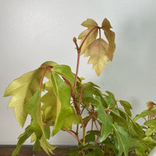 Load image into Gallery viewer, Cissus grape ivy houseplant with green serrated leaves and reddish stems against white wall
