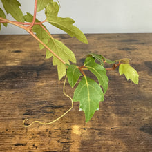 Load image into Gallery viewer, Green Cissus grape ivy plant cutting with serrated leaves and curling tendril on wooden surface
