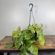 Load image into Gallery viewer, Philodendron Squamiferum