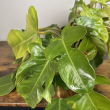 Load image into Gallery viewer, Philodendron Squamiferum