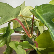 Load image into Gallery viewer, Philodendron Squamiferum