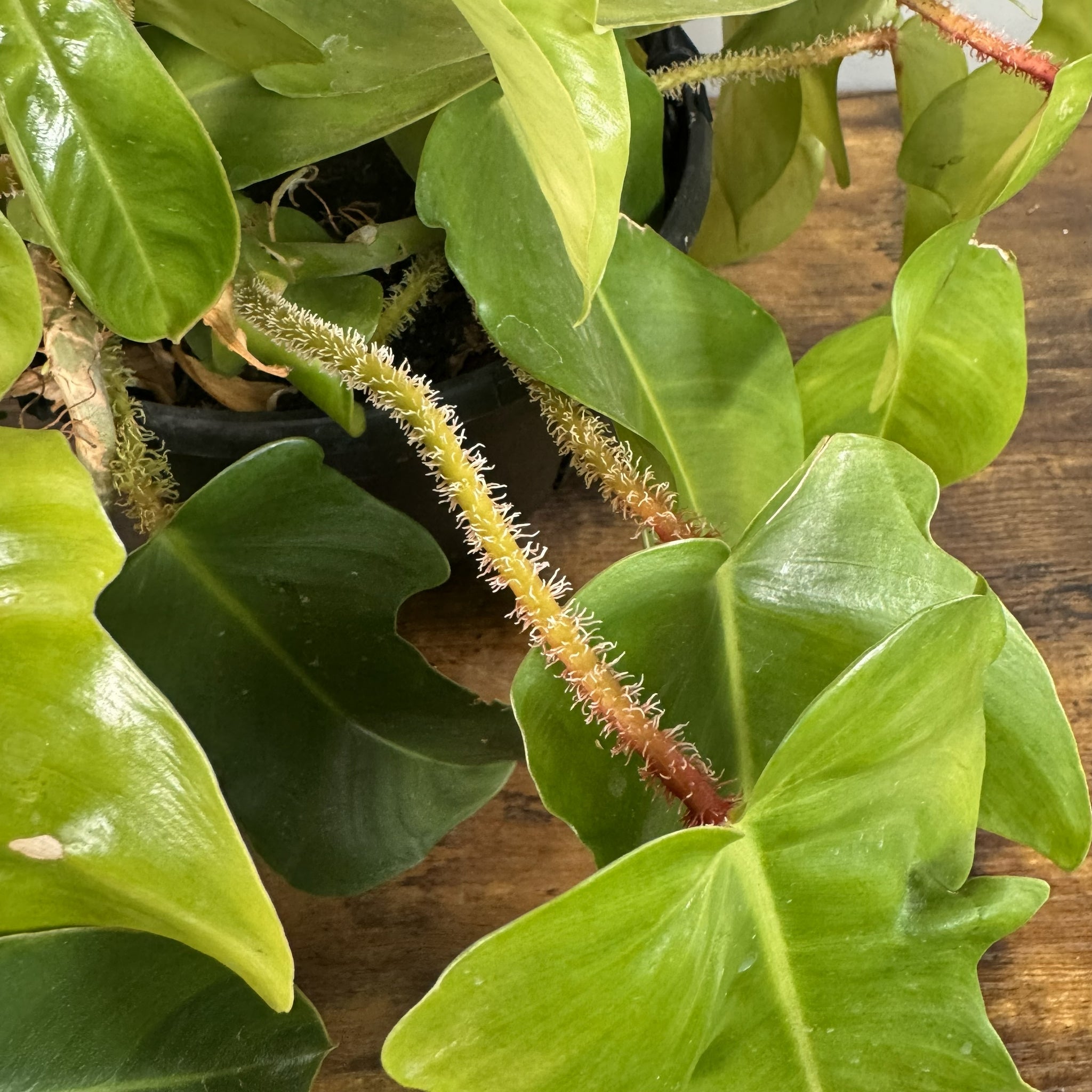 squamiferum philodendron Philodendron Squamiferum – Wasson Nursery