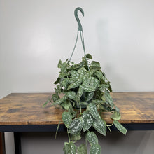 Load image into Gallery viewer, Scindapsus Silvery Anne hanging plant with variegated green and silver heart-shaped leaves