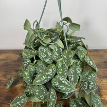 Load image into Gallery viewer, Scindapsus Silvery Anne hanging plant with variegated green leaves and silver markings