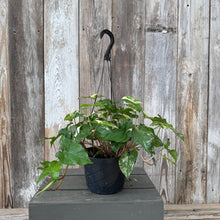 Load image into Gallery viewer, Syngonium Albo variegated houseplant in black hanging basket with green and white foliage