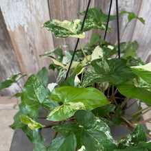 Load image into Gallery viewer, Syngonium Albo variegated houseplant in hanging basket with green and white marbled leaves