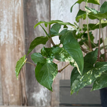 Load image into Gallery viewer, Syngonium Albo houseplant with green and white variegated arrow-shaped leaves in pot