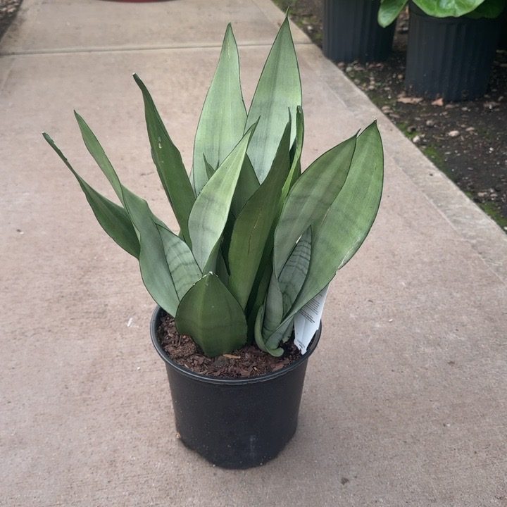 moonshine snake plant scientific name Sansevieria 'Moonshine' Snake Plant