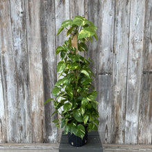 Load image into Gallery viewer, Golden Pothos climbing plant with variegated green and yellow leaves on moss pole support
