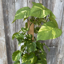 Load image into Gallery viewer, Golden Pothos plant with variegated green and yellow leaves climbing wooden support pole