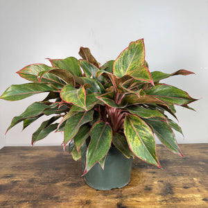 Aglaonema Siam: Vibrant Red-Edged Indoor Plant – Wasson Nursery