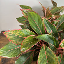 Load image into Gallery viewer, Aglaonema Siam