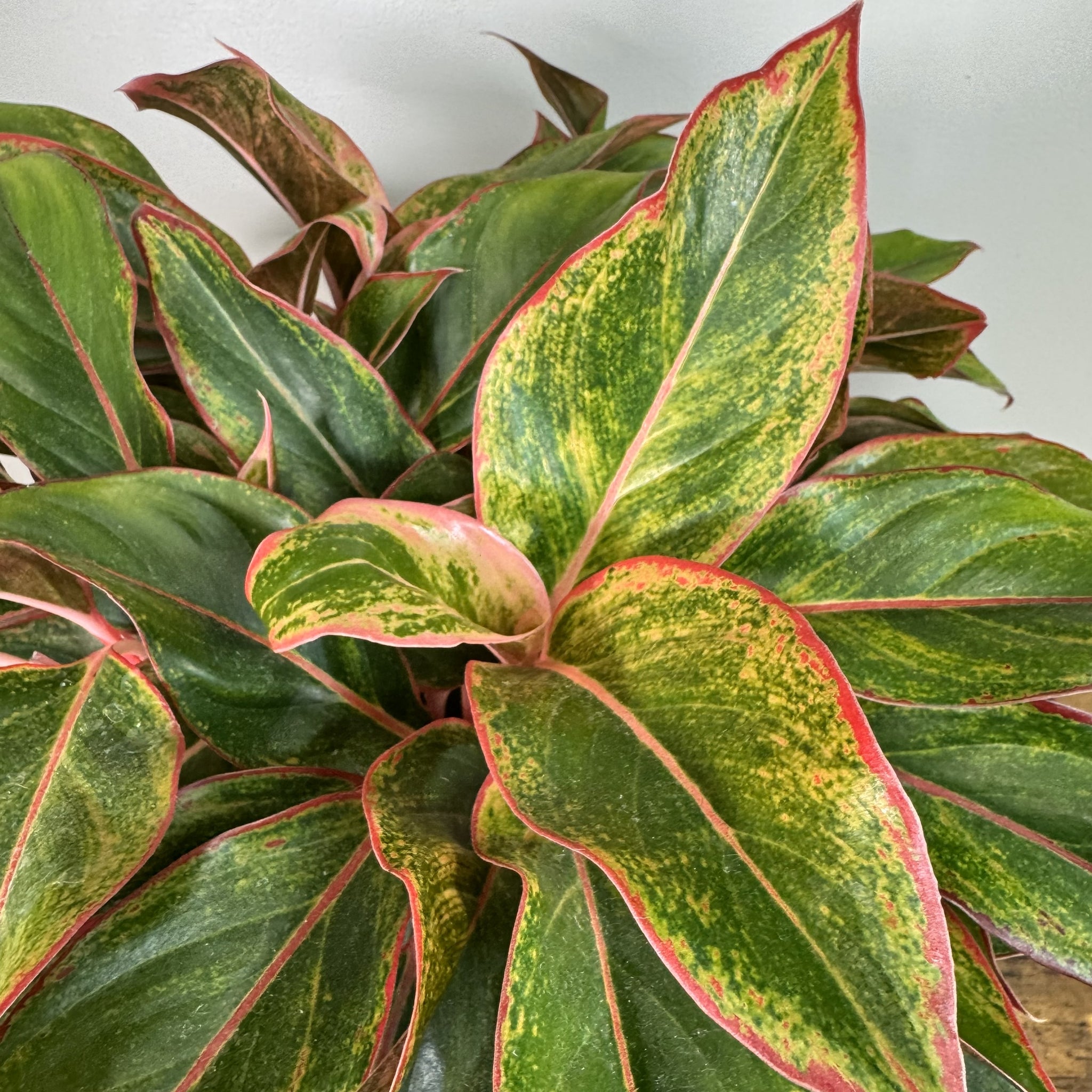 aglaonema siam red Aglaonema Siam: Vibrant Red-Edged Indoor Plant – Wasson Nursery