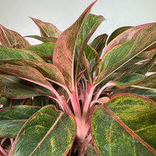 Load image into Gallery viewer, Aglaonema Siam