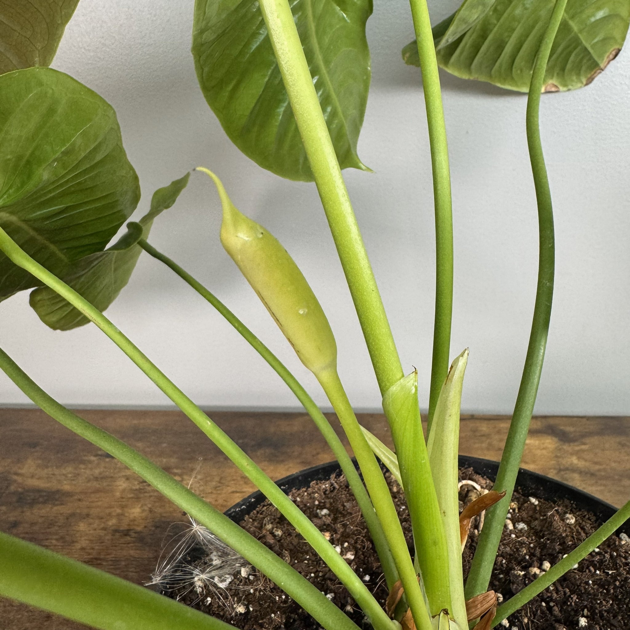 anthurium bud Anthurium veitchii 'King'