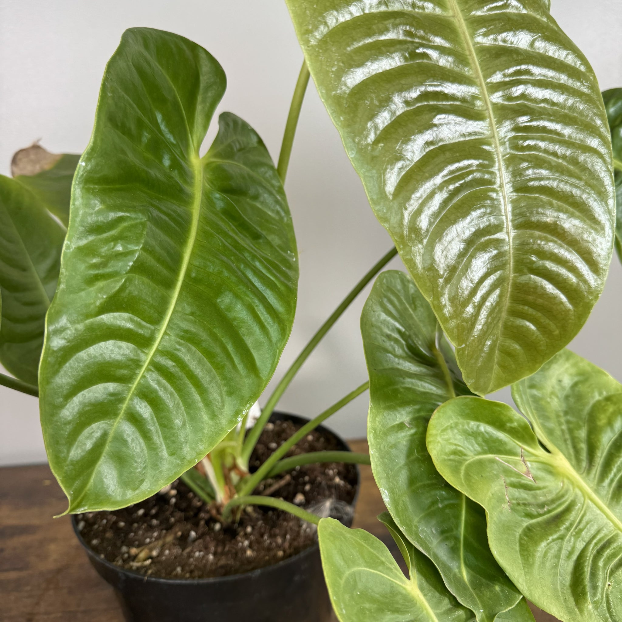 Anthurium veitchii 'King' - Majestic Tropical Foliage – Wasson Nursery