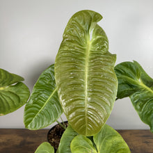 Load image into Gallery viewer, Anthurium veitichii King plant with large corrugated green leaves in black pot